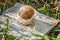 Snails climbing on the rock