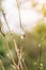 Snails climbing a small reed with the background out of focus