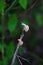 snails crawl on a branch in the forest