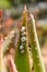 Snails crawling on aloe leaf in Israel