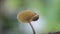 Snails creeping on toadstools. recording of snails in nature. Gastropod mollusk close up