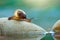 Snails crossing at stone, Macro photo, reptiles