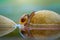 Snails crossing at stone, Macro photo, reptiles