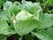 Snails destroy the cabbage crop in the field, plant pests