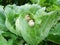 Snails destroy the cabbage crop in the field, plant pests