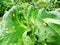 Snails destroy the cabbage crop in the field, plant pests