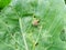 Snails destroy the cabbage crop in the field, plant pests