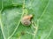 Snails destroy the cabbage crop in the field, plant pests