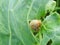 Snails destroy the cabbage crop in the field, plant pests