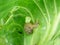 Snails destroy the cabbage crop in the field, plant pests