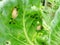 Snails destroy the cabbage crop in the field, plant pests