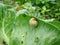 Snails destroy the cabbage crop in the field, plant pests