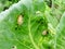 Snails destroy the cabbage crop in the field, plant pests