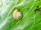 Snails destroy the cabbage crop in the field, plant pests