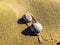 Snails in the dunes forest in the Netherlands