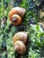 Snails found in the wet zone of Sri Lanka