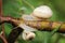 Snails gliding on a stem , macro shot with green background