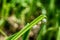 Snails on a grass, closeup