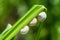 Snails on a grass, closeup