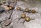 Snails in the ground outdoors near sandy beach, wild life photography in flashlight at night