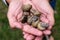 Snails in hand close up