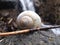 The snails house near the waterfall in the forest.