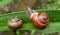 Snails on a leaf