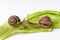 Snails with leaf of cabbage isolated on white