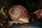 Snails in natural forest