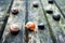 snails on old wooden surface