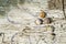 Snails on painted plywood in the forest