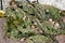 Snails on papaya leaf