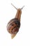 Snails Petit gris (helix aspersa) isolated