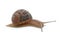 Snails Petit gris (helix aspersa) isolated