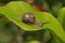 Snails Petit-gris (helix aspersa) on a leaf