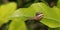 Snails Petit-gris (helix aspersa) on a leaf