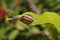 Snails Petit-gris (helix aspersa) on a leaf