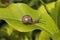 Snails Petit-gris (helix aspersa) on a leaf