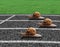 Snails race on sports track