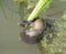 Snails   in rice Fields