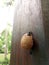 Snails with sand on wooden pillars