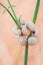 Snails in shells sitting on a green stem of a plant pink background. Tropical nature summer tranquility relaxation