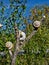 Snails sleeping on a branch