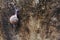 Snails sliding on the concrete wall.