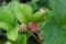 Snails, slugs or brown slugs destroy plants in the garden