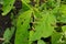 Snails, slugs or brown slugs destroy plants in the garden