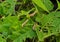 Snails, slugs or brown slugs destroy plants in the garden