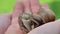 Snails and slugs. Snails in the palm in the summer garden.Garden pests. Large grape snails in the garden. Insects in the