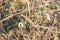 Snails with snail shell in dry rest stick firmly to plants, Germany