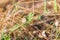 Snails with snail shell in dry rest stick firmly to plants, Germany